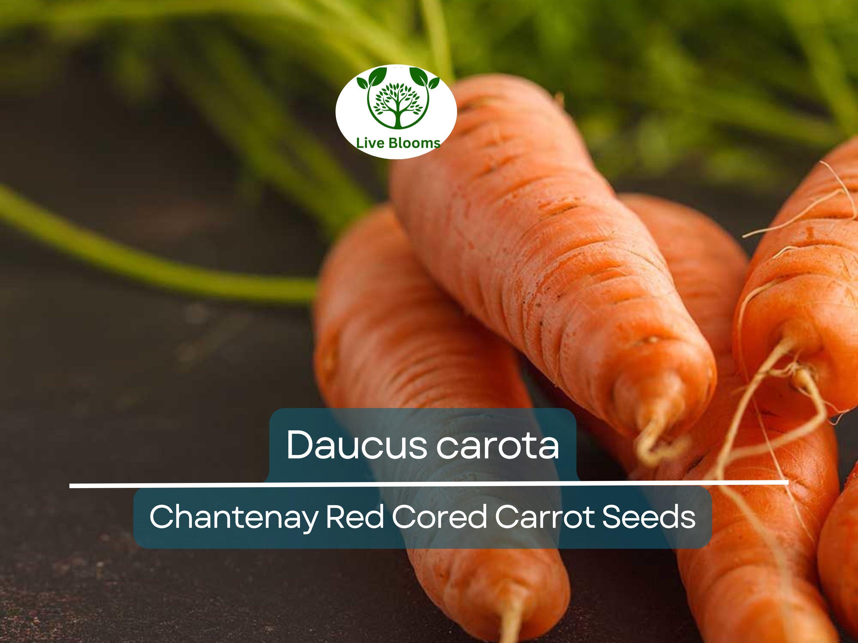 800 Seeds Chantenay Red Cored Carrot - Daucus carota | Heirloom Carrot for Planting, Gardening & Sweet, Crisp Root Harvest