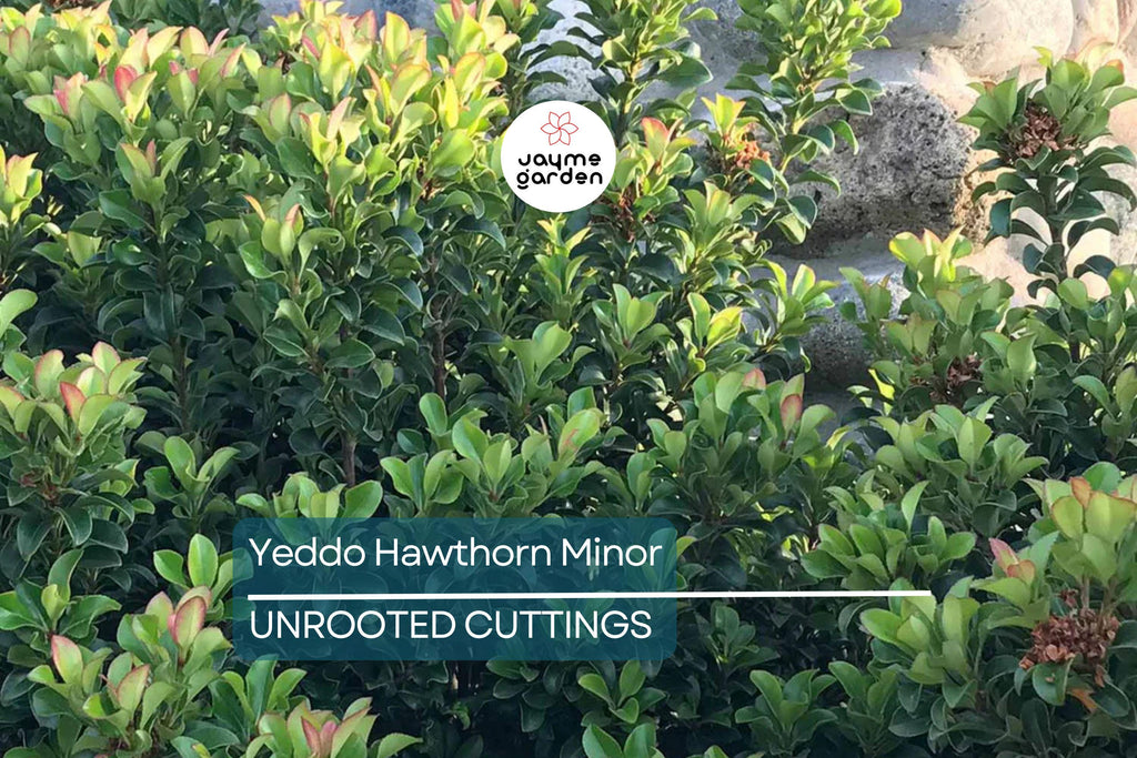 Super Rare Yeddo Hawthorn Minor - 5 Fresh Cuttings for Rooting or Grafting - Unique Ornamental Plant