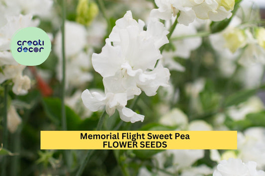 50+ Memorial Flight Sweet Pea Seeds – Soft Blue Fragrant Blooms for Garden Planting, Climbing Vines for Trellises & Bouquets – USA