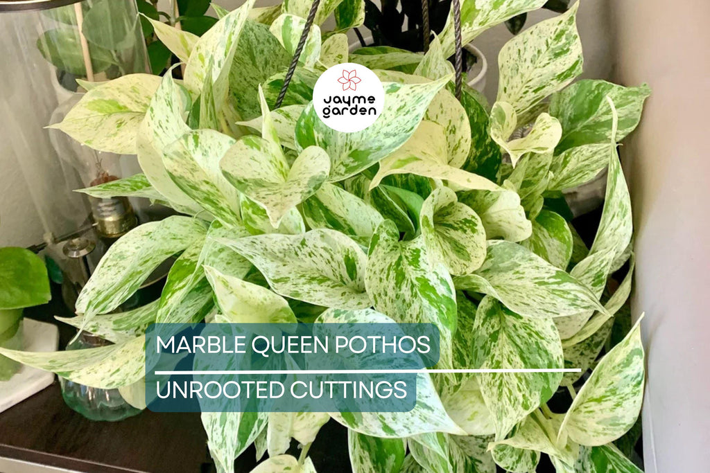 Marble Queen Pothos 5 Node Cutting - Variegated Philodendron Plant, Fresh USA Seller