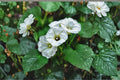 Rivea corymbosa – Ololiuqui Vine 10 Seeds | Tropical Flowering Vine | Heart-Shaped Leaves | Ornamental Morning Glory Relative
