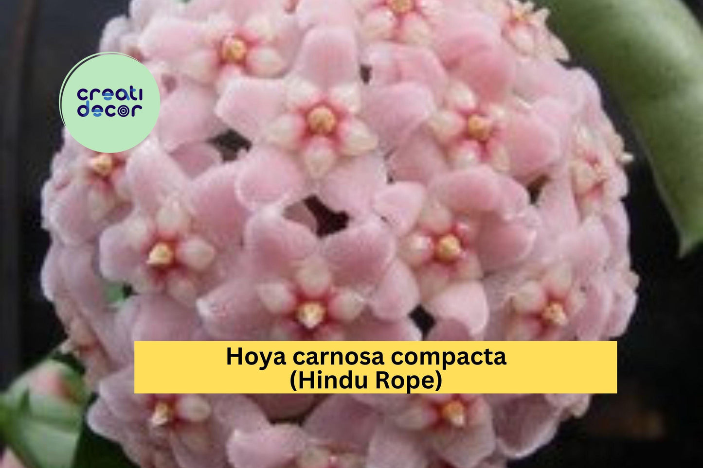 Hoya carnosa compacta Hindu Rope | Krinkle Kurl Bare Root Plant | 6+ Inch Live Indoor Vine with Curled Wax Plant Foliage