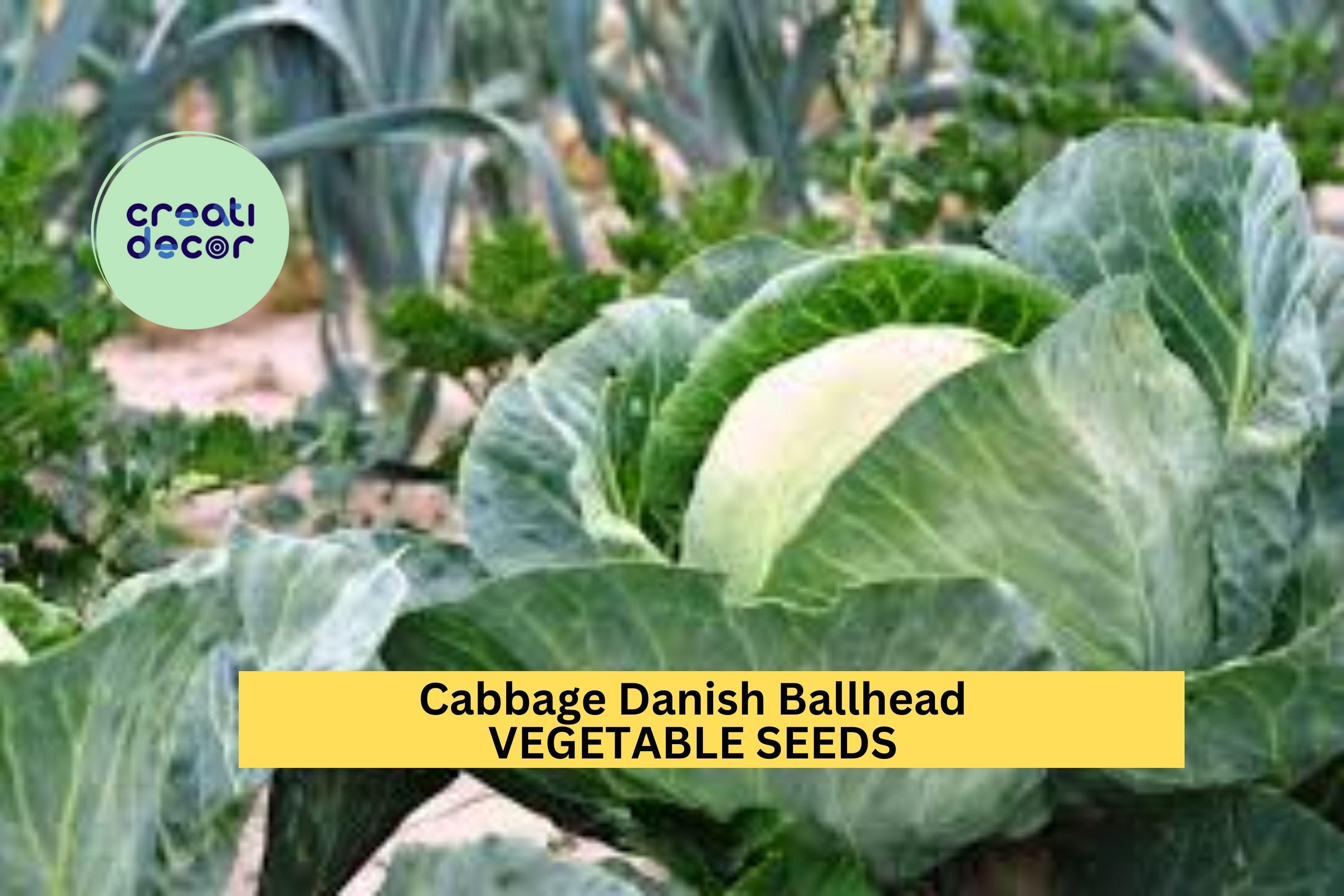 3pcs of 1g Danish Ballhead Cabbage Seeds – Heirloom Vegetable Seeds for Planting – Large, Firm Heads for Home Garden or Market