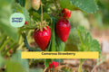 Camarosa Strawberry Plants | 10 Live Bare Root June-Bearing Starter Plants | NON-GMO