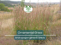 1,000 Ornamental Grass Seeds | Andropogon gerardii Big Blue, Landscaping Marvel, Tall & Hardy Grass, Beautiful Yard and Garden Plant