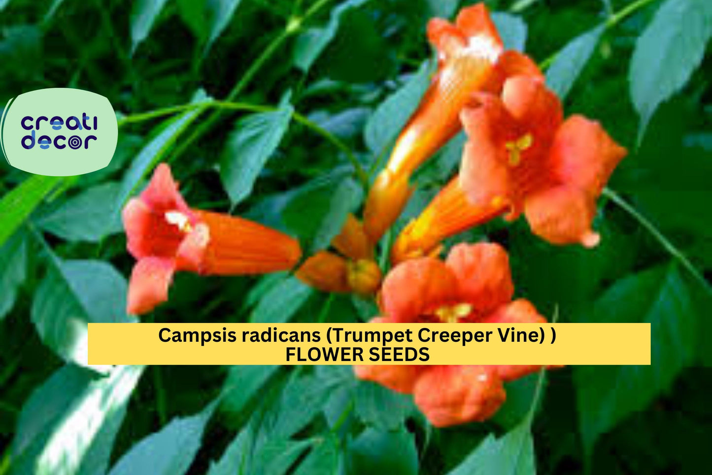 Campsis radicans Seeds Trumpet Creeper Vine 30 Count Climbing Flower Vine Seeds Ornamental Garden Trellis Plant