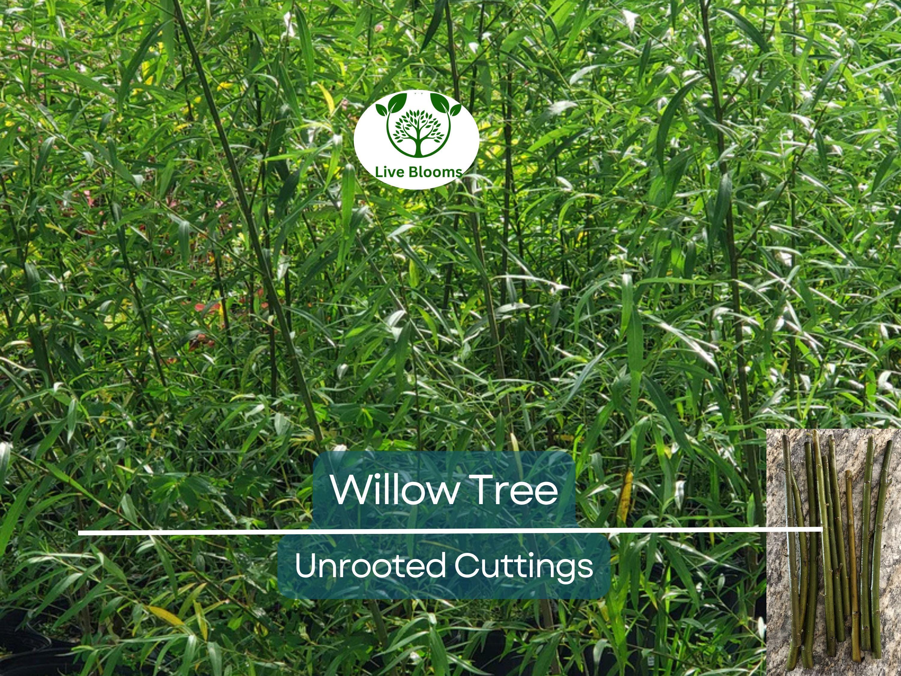 100 Austree Hybrid Willow Tree 8” Unrooted Cuttings – Fast Growing, Easy to Root, Ideal for Privacy Hedges, Salix matsudana x alba