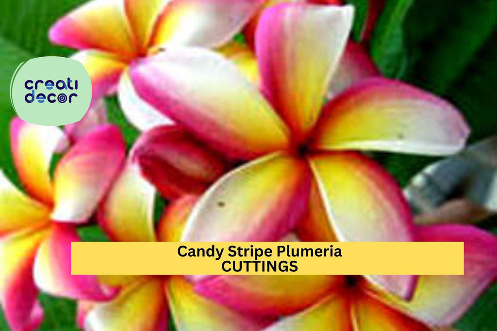 1 Candy Stripe Plumeria Cutting – 10" Single-Head Unrooted Stem | Original Variety | Tropical Frangipani for Pots or Garden Planting