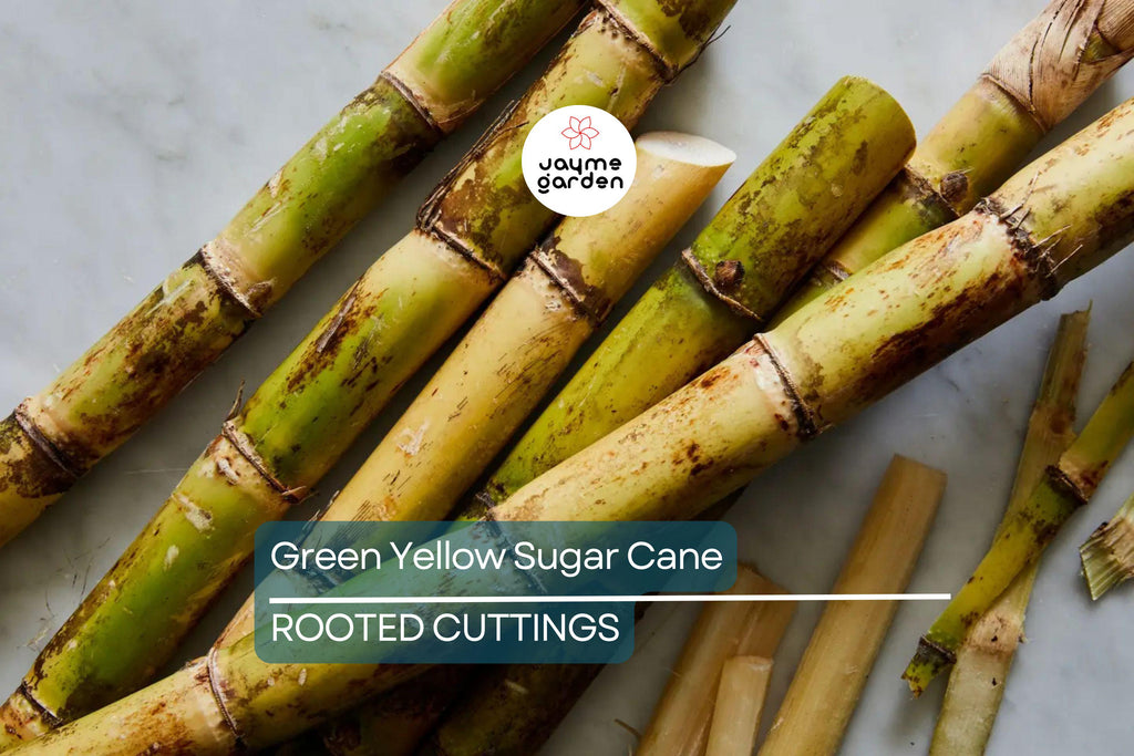 1 Rooted Green/Yellow Sugar Cane Plant - Organic Juicing & Chewing Sugarcane - Ready to Plant, Potted Live Plant