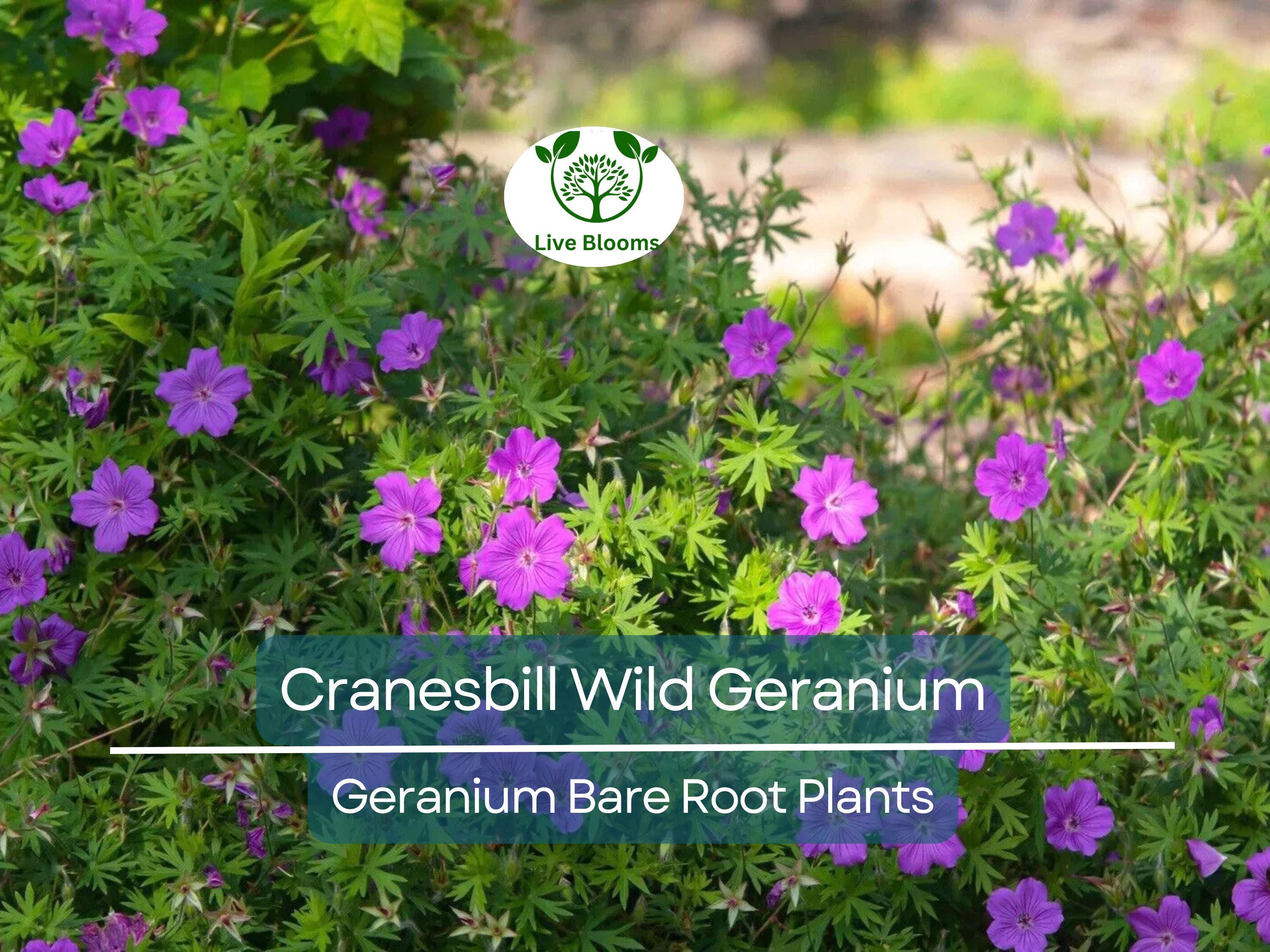 10 Wild Geranium Plants – Bare Root Organic Cranesbill (Geranium maculatum) – Native Perennial Wildflower for Shade Gardens