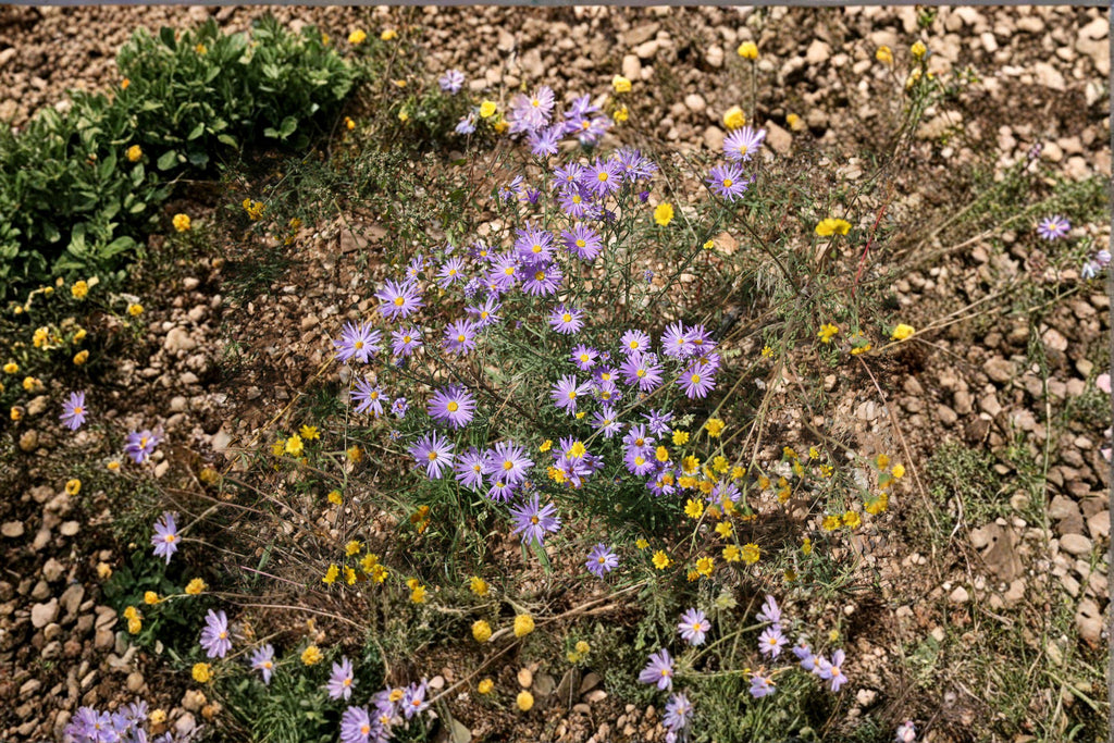 Tahoka Daisy – Machaeranthera tanacetifolia Seeds | 100 Seeds | Purple Prairie Wildflower | Drought-Tolerant Pollinator Plant