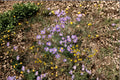 Tahoka Daisy – Machaeranthera tanacetifolia Seeds | 100 Seeds | Purple Prairie Wildflower | Drought-Tolerant Pollinator Plant