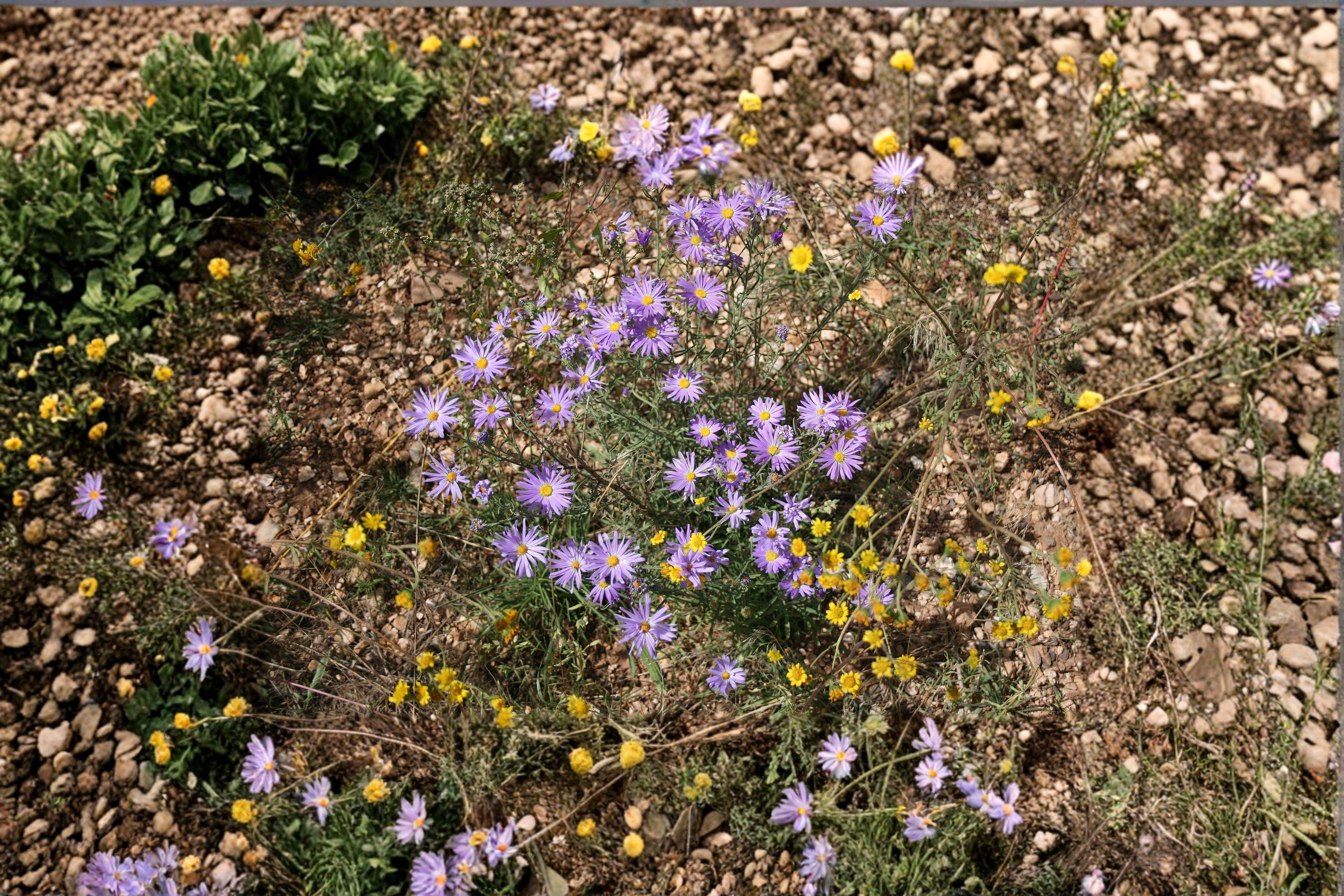 Tahoka Daisy – Machaeranthera tanacetifolia Seeds | 100 Seeds | Purple Prairie Wildflower | Drought-Tolerant Pollinator Plant