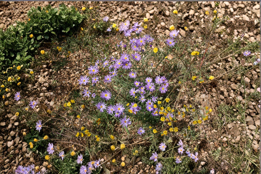Tahoka Daisy – Machaeranthera tanacetifolia Seeds | 100 Seeds | Purple Prairie Wildflower | Drought-Tolerant Pollinator Plant