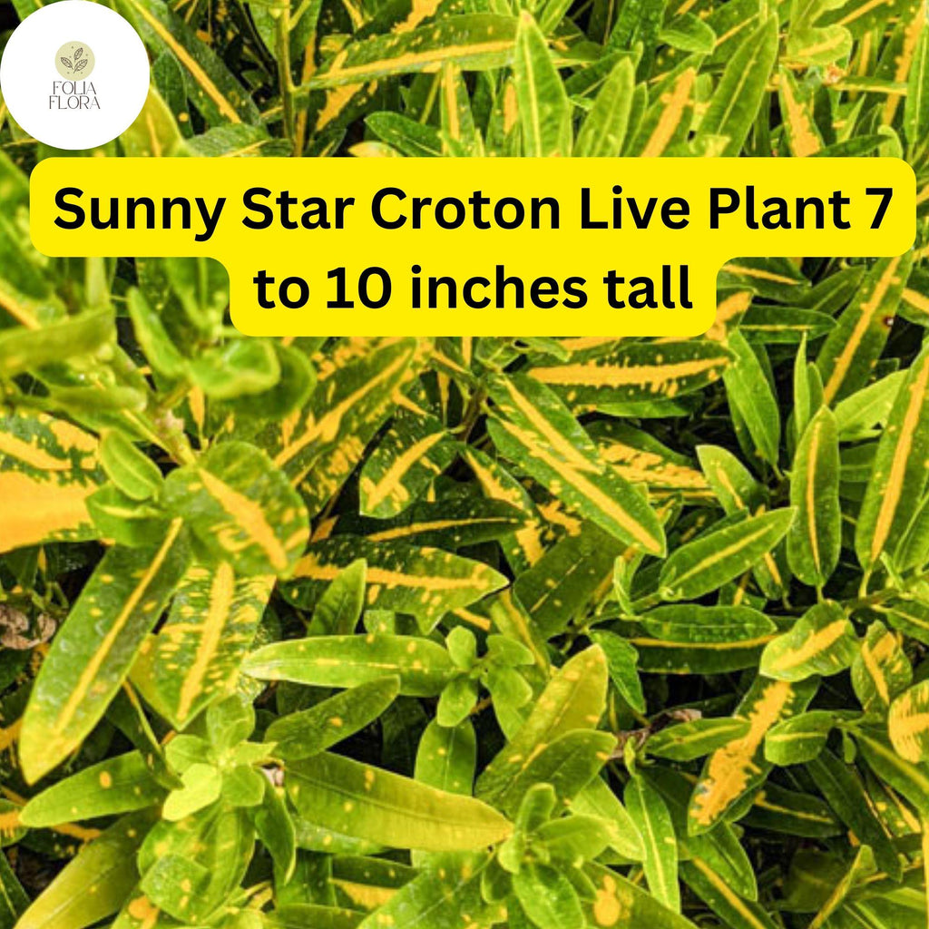 1 Codiaeum Variegatum ‘Sunny Star’ – Croton Bare Root Live Plant 7-10” Tall – Vibrant Tropical Foliage