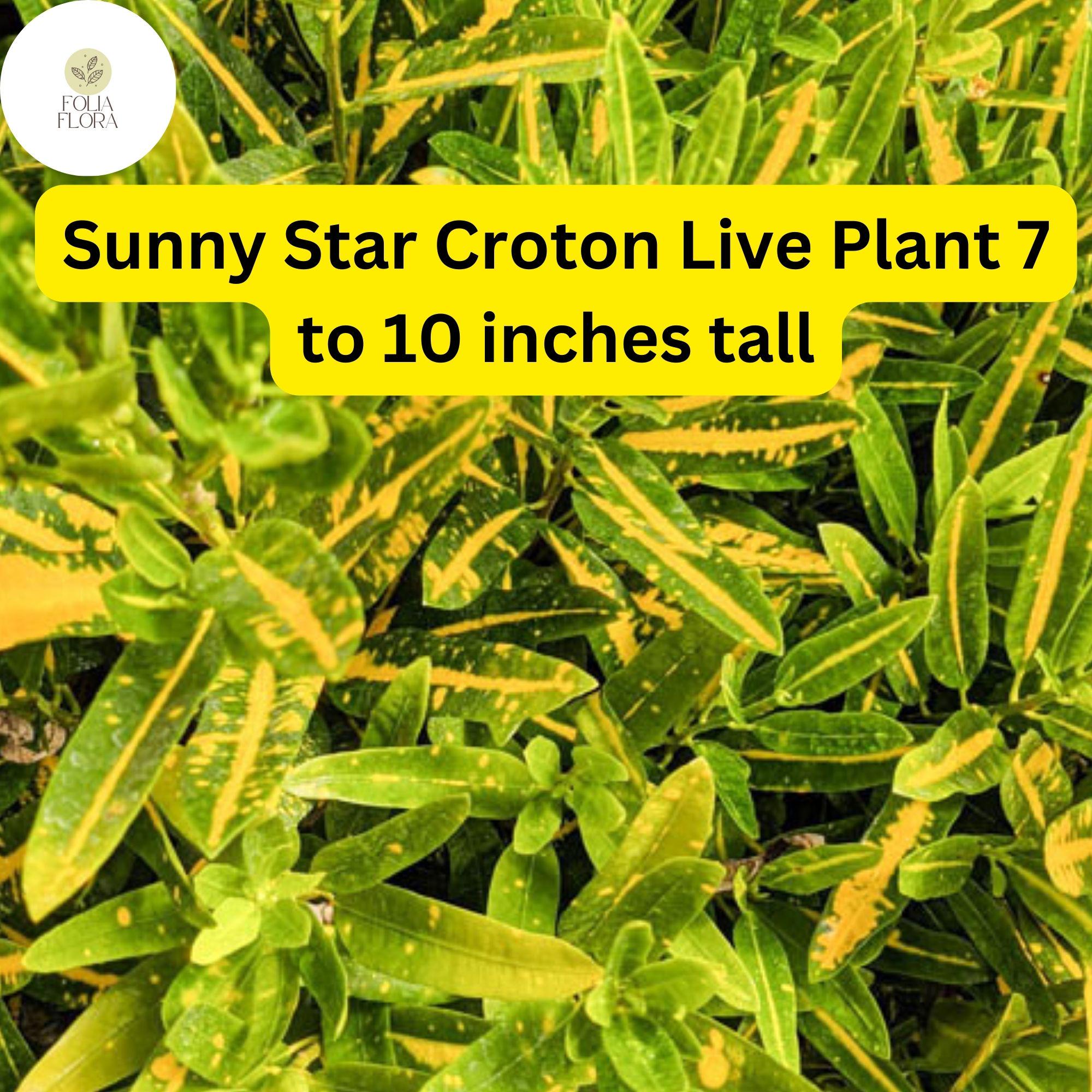 1 Codiaeum Variegatum ‘Sunny Star’ – Croton Bare Root Live Plant 7-10” Tall – Vibrant Tropical Foliage