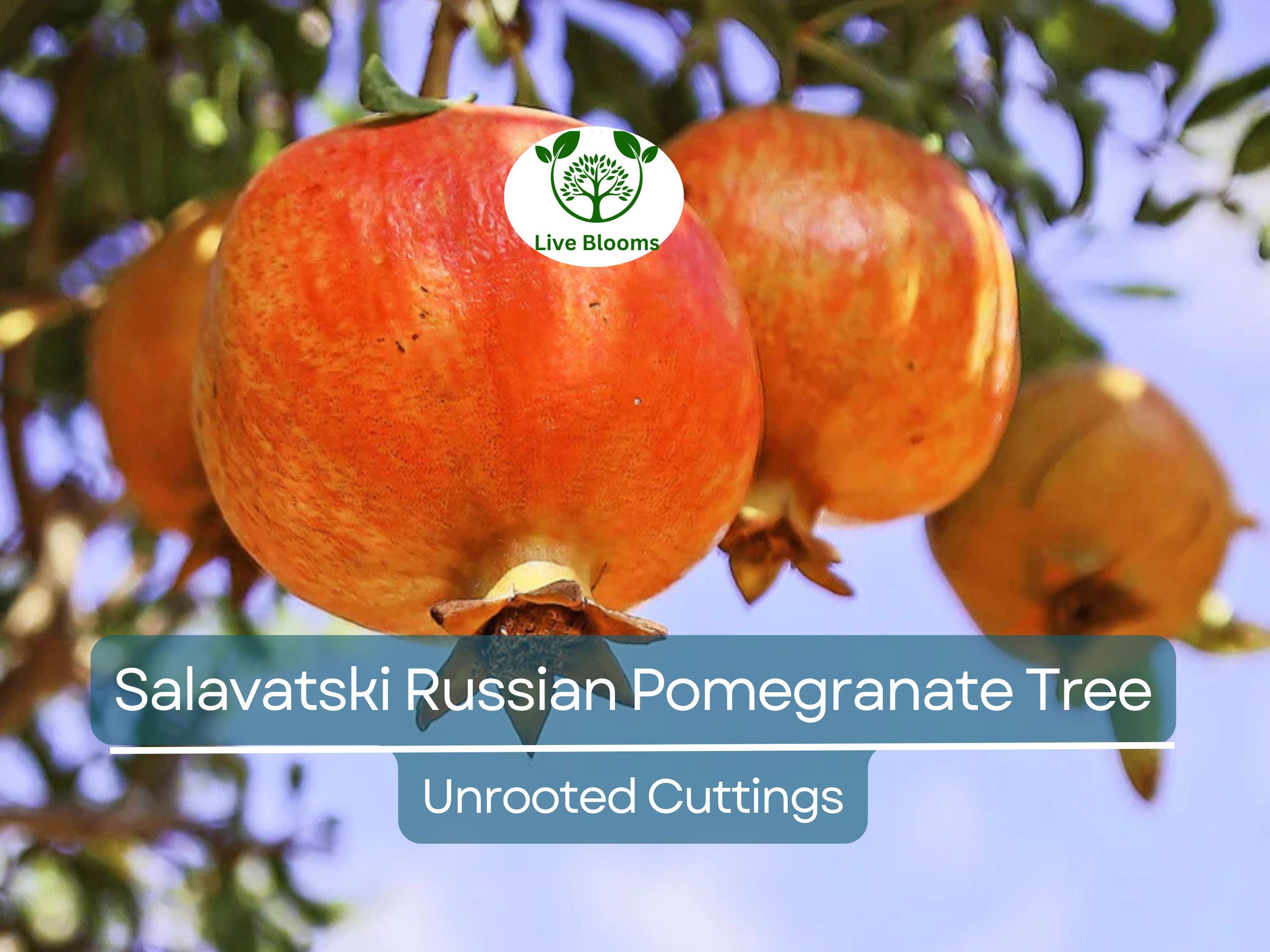 3 Salavatski Russian Pomegranate Tree Unrooted Cuttings (Punica granatum) 10 inches – Hardy, Cold-Tolerant Variety