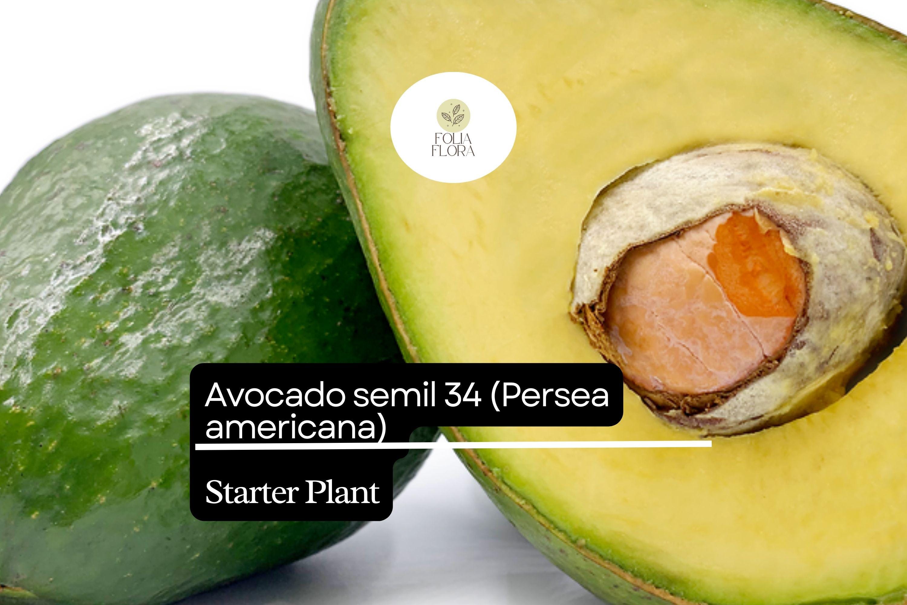 1 Avocado Semil 34 (Persea americana) Starter Plant – Tropical Live Fruit Tree 12″-24″