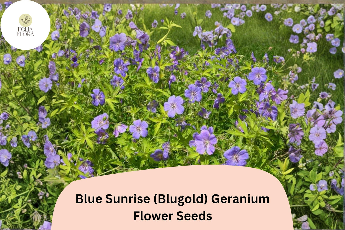 25+ Blue Sunrise (Blugold) Geranium Seeds: Hardy Perennial Garden Plant, Violet-Blue Blooms, Easy to Grow, Ideal for Pots & Borders