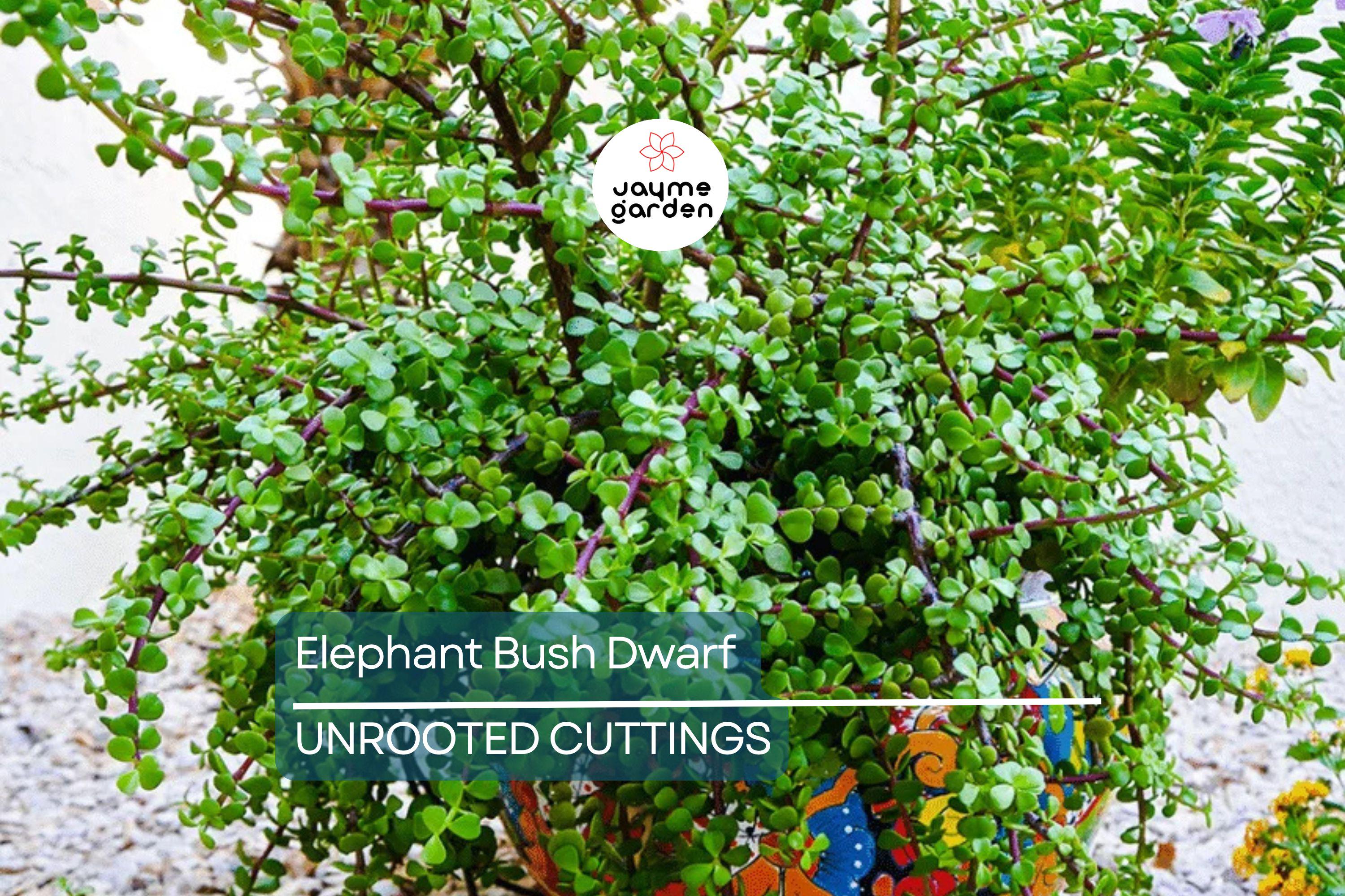 Elephant Bush (Portulacaria Afra) | 11 Fresh Cuttings (7-12”) | Dwarf Jade Succulent | Green & Red Stems | Easy to Grow |