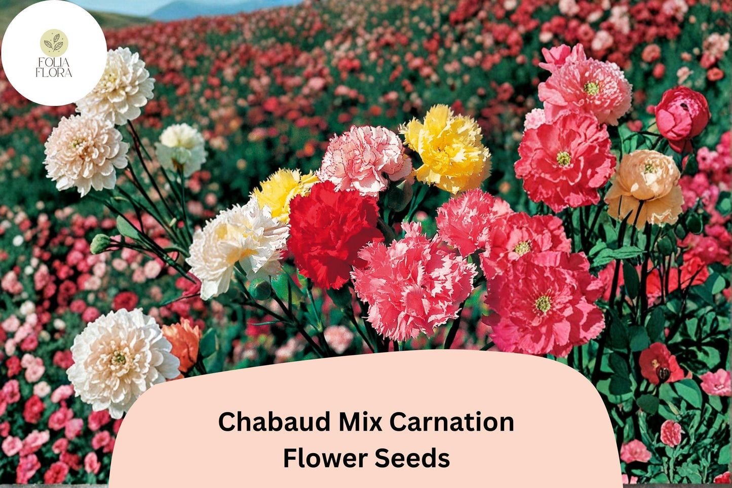 200+ Chabaud Mix Carnation Seeds | Dianthus caryophyllus | Colorful Fragrant Blooms for Garden & Bouquets