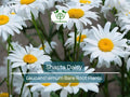1 Shasta Daisy – Live Bare Root Perennial Plant – Classic White Summer Blooms – Easy-Care Garden Flower for Borders & Pollinators