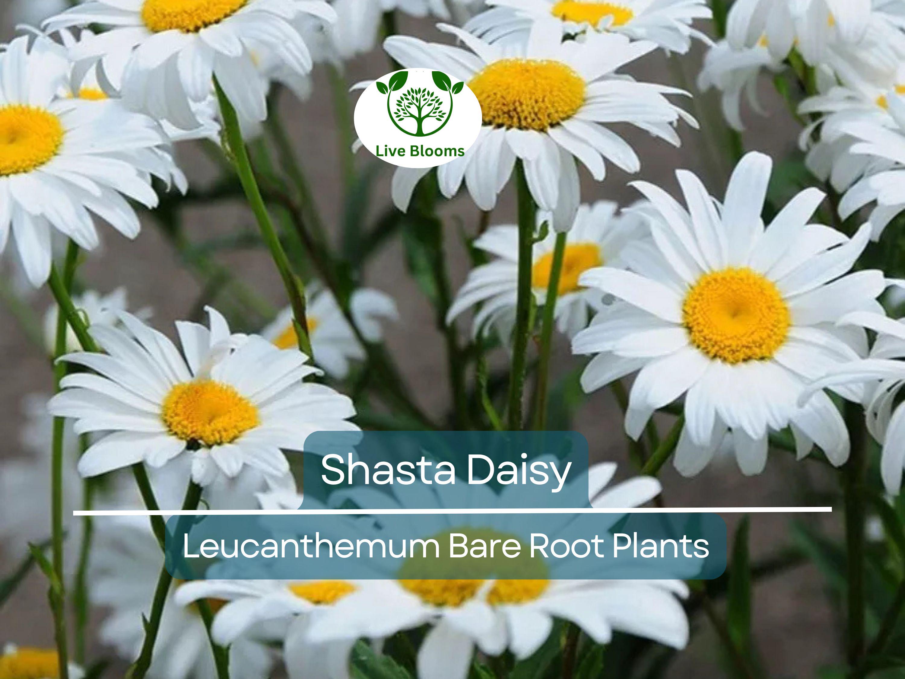 1 Shasta Daisy – Live Bare Root Perennial Plant – Classic White Summer Blooms – Easy-Care Garden Flower for Borders & Pollinators