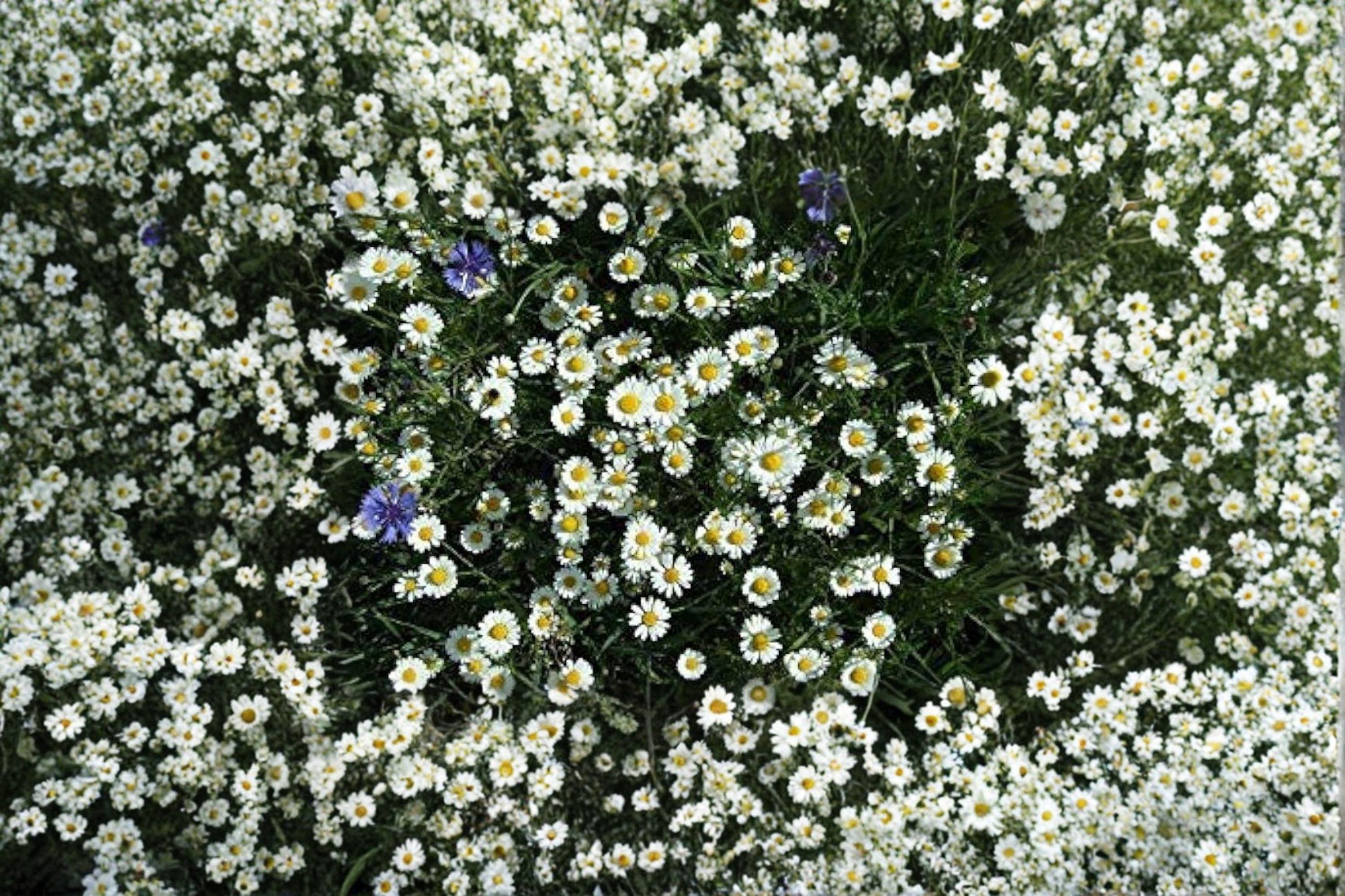 Creeping Daisy Seeds – Chrysanthemum paludosum, Low Growing White Annual Flowers (100 Seeds)