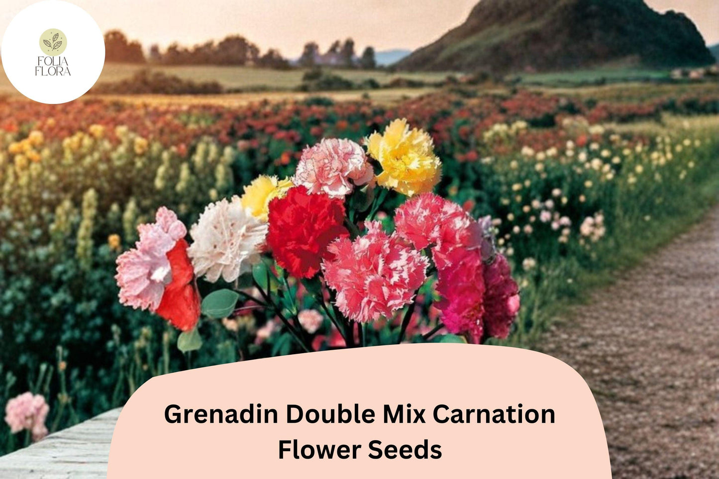 200+ Grenadin Double Mix Carnation Seeds: Fragrant Double Blooms, Colorful Garden Dianthus