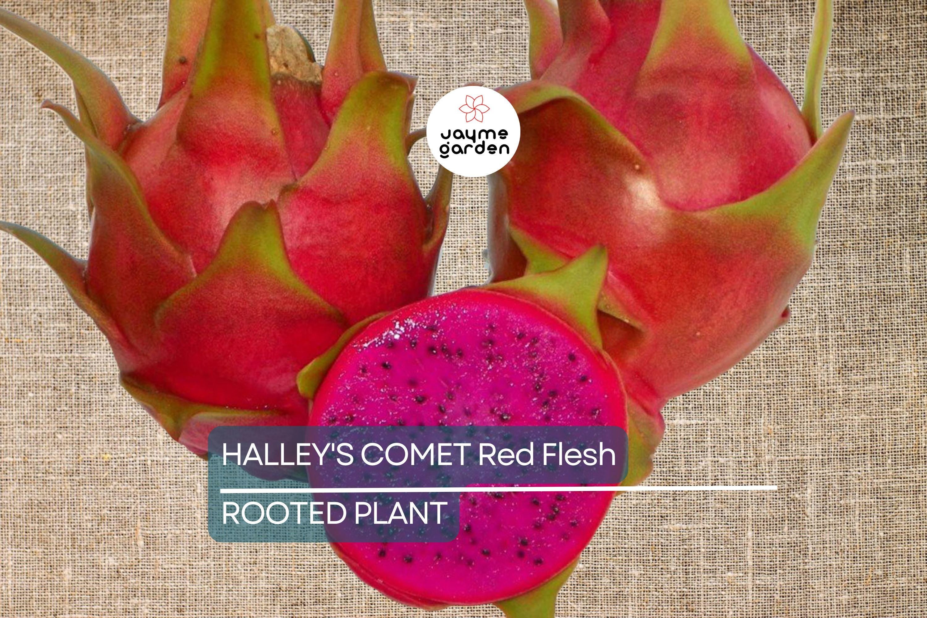 Halley’s Comet Dragon Fruit - Hylocereus Undatus - Red Flesh, Rooted Plant 4-7”, Full Sun, Hardy to 32 F, Perfect for Home Gardens