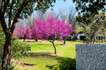 Eastern Redbud 2 Live Trees 2 ft Tall (Cercis canadensis) Spring Flowering Tree