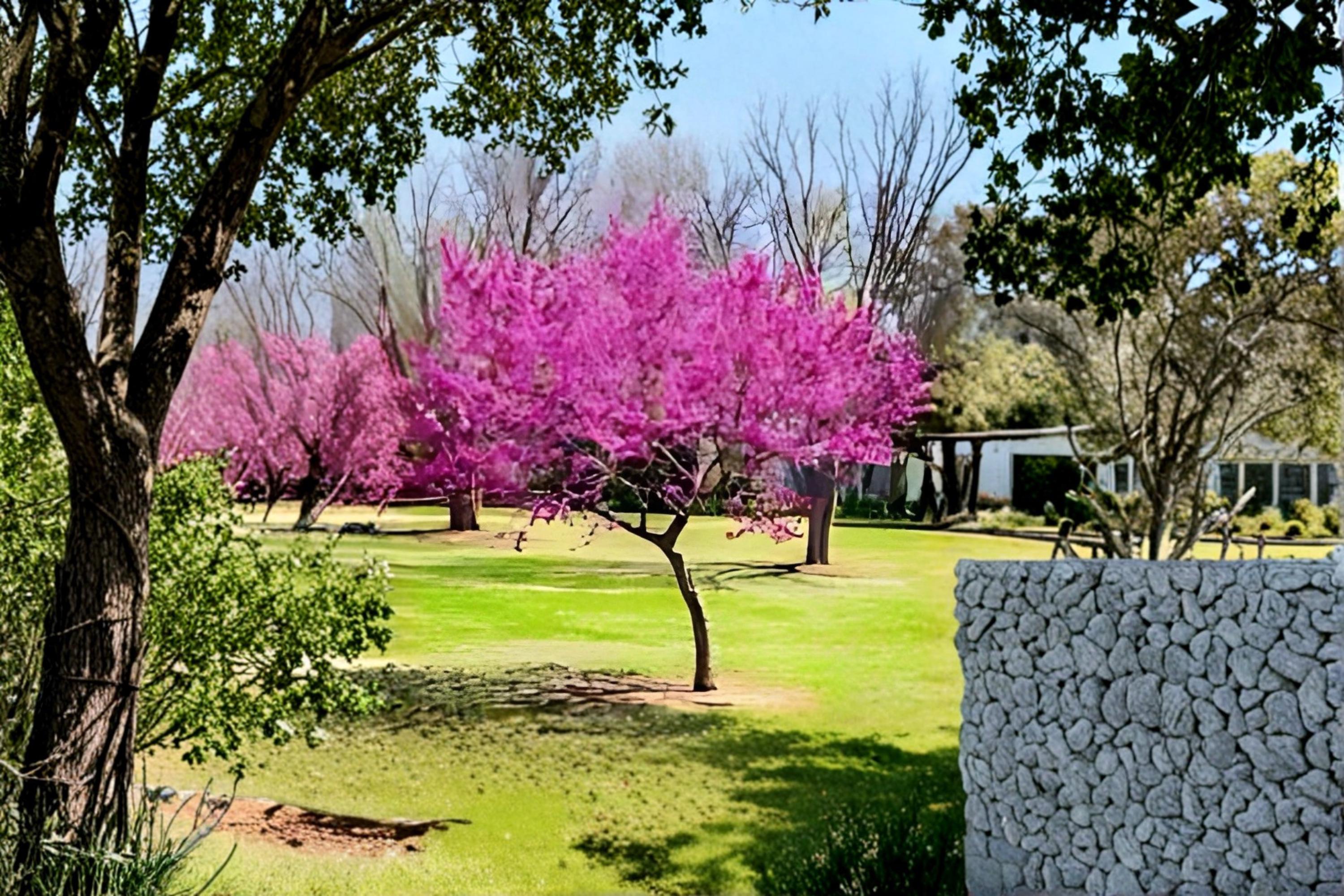 Eastern Redbud 2 Live Trees 2 ft Tall (Cercis canadensis) Spring Flowering Tree