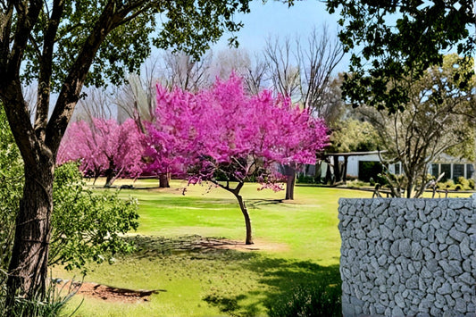 Eastern Redbud 2 Live Trees 2 ft Tall (Cercis canadensis) Spring Flowering Tree