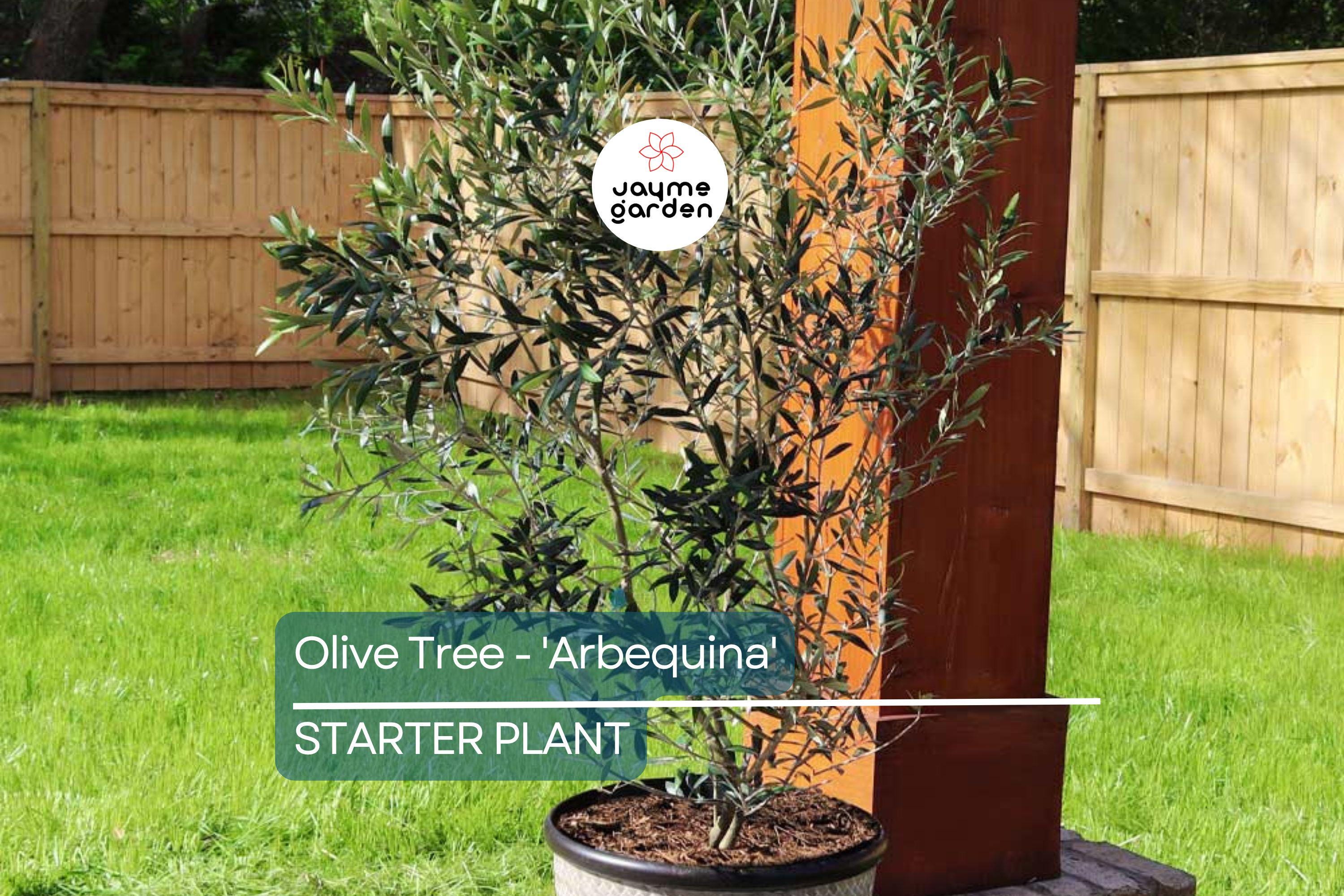 Arbequina Olive Tree (Olea europaea) – Live Plant Hardy Variety for Oils and Pickling Cold & Drought Tolerant 4”-8” Starter