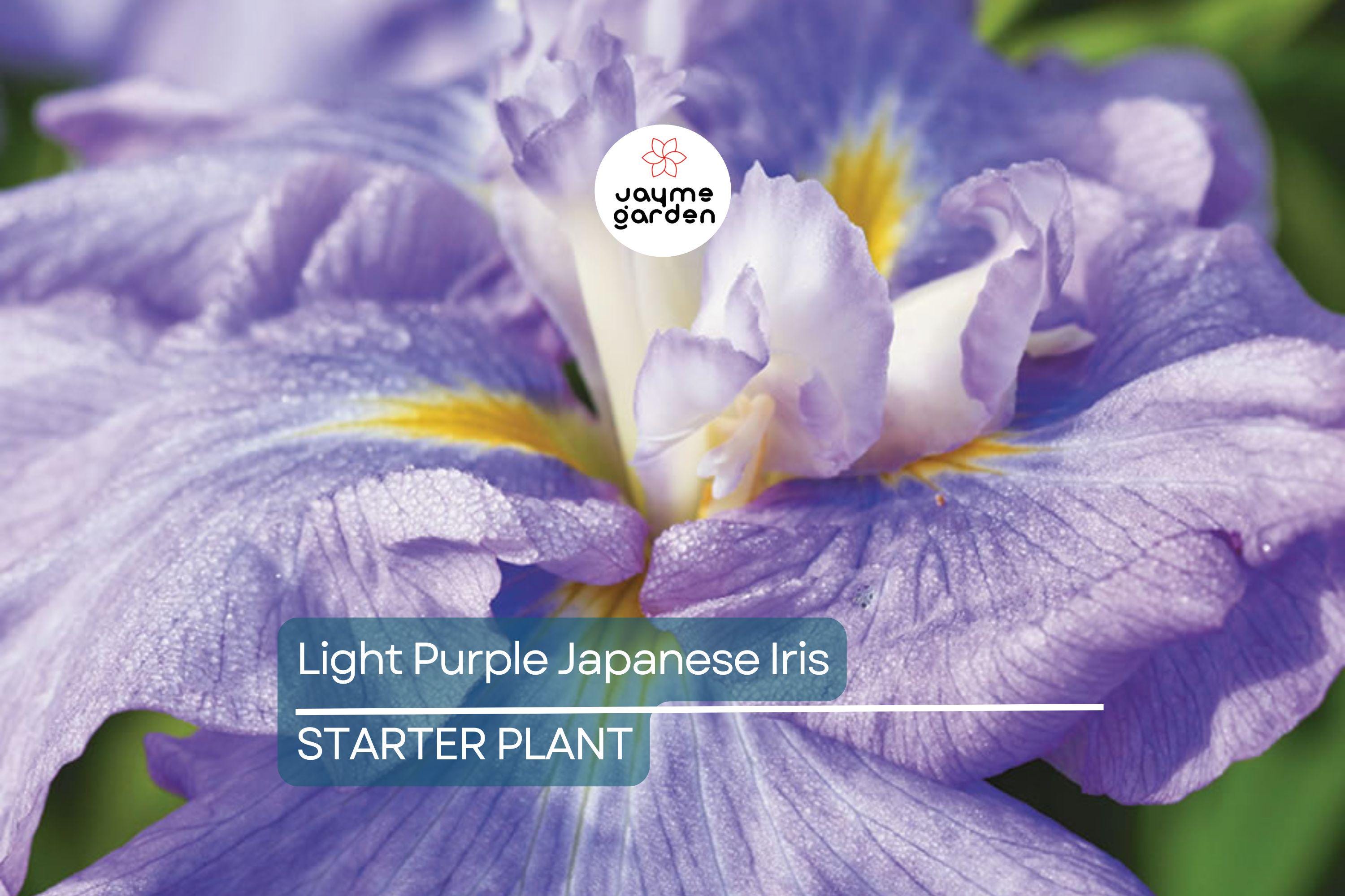 Light Purple Japanese Iris Live Roots | Freshly Dug Bulbs | Spring Blooming Perennial | Hardy & Low Maintenance | Pack of 4