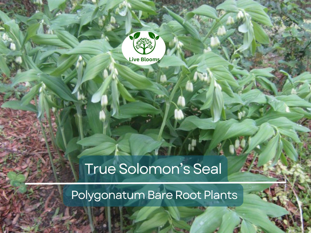 10 True Solomon’s Seal Plants - Bare Root Transplants - Polygonatum biflorum, Woodland Shade, Herb, Native Perennial