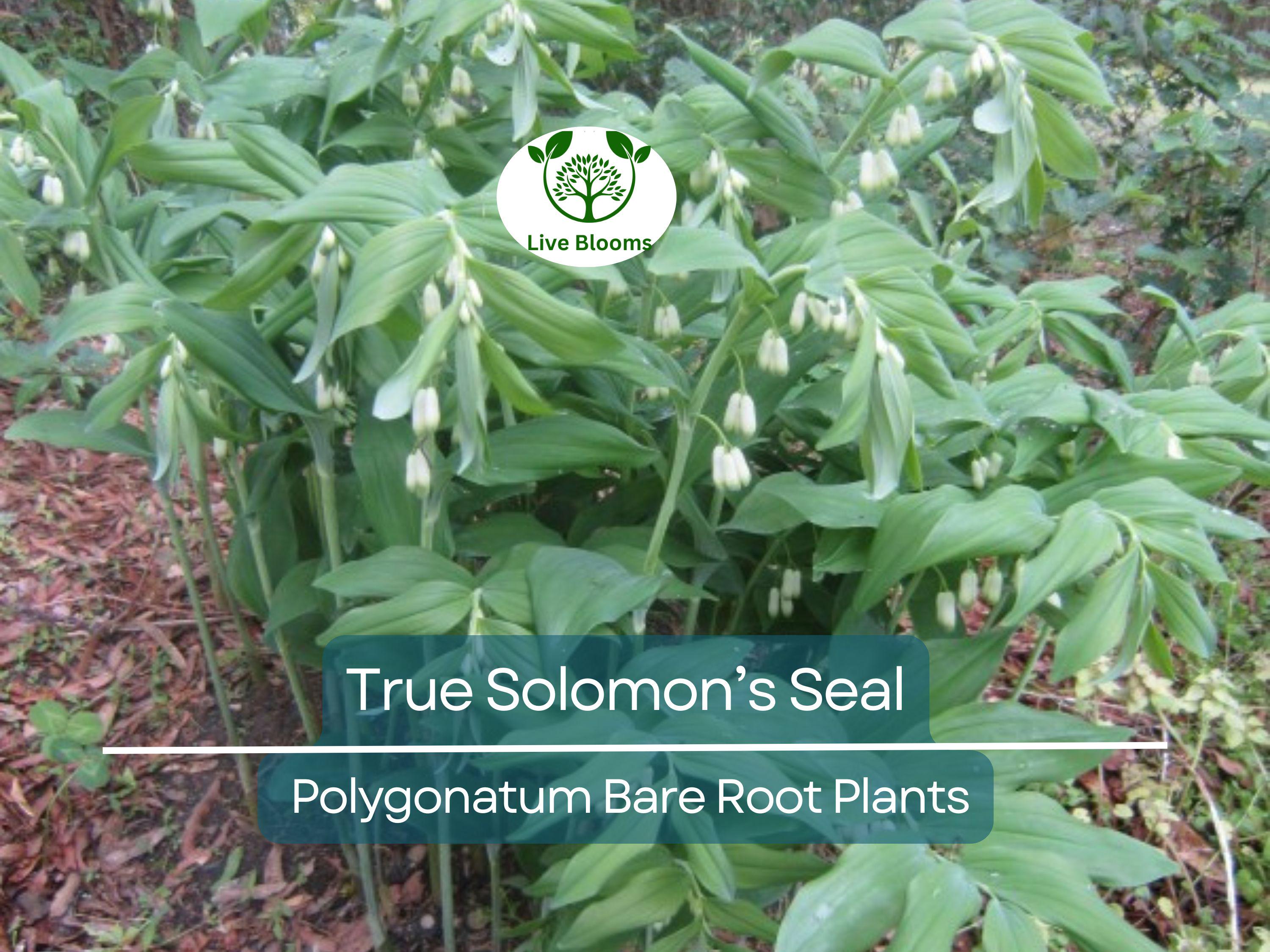 10 True Solomon’s Seal Plants - Bare Root Transplants - Polygonatum biflorum, Woodland Shade, Herb, Native Perennial