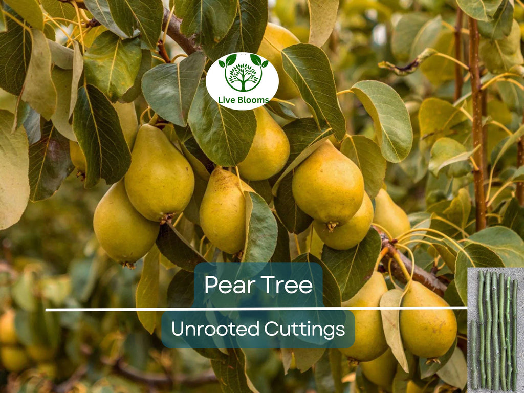 5 Organic Pear Tree Unrooted Cuttings, 10" Long Each, Perfect for Propagation, Fruit Tree, Grow Your Own Pears, Hardy and Easy to Grow