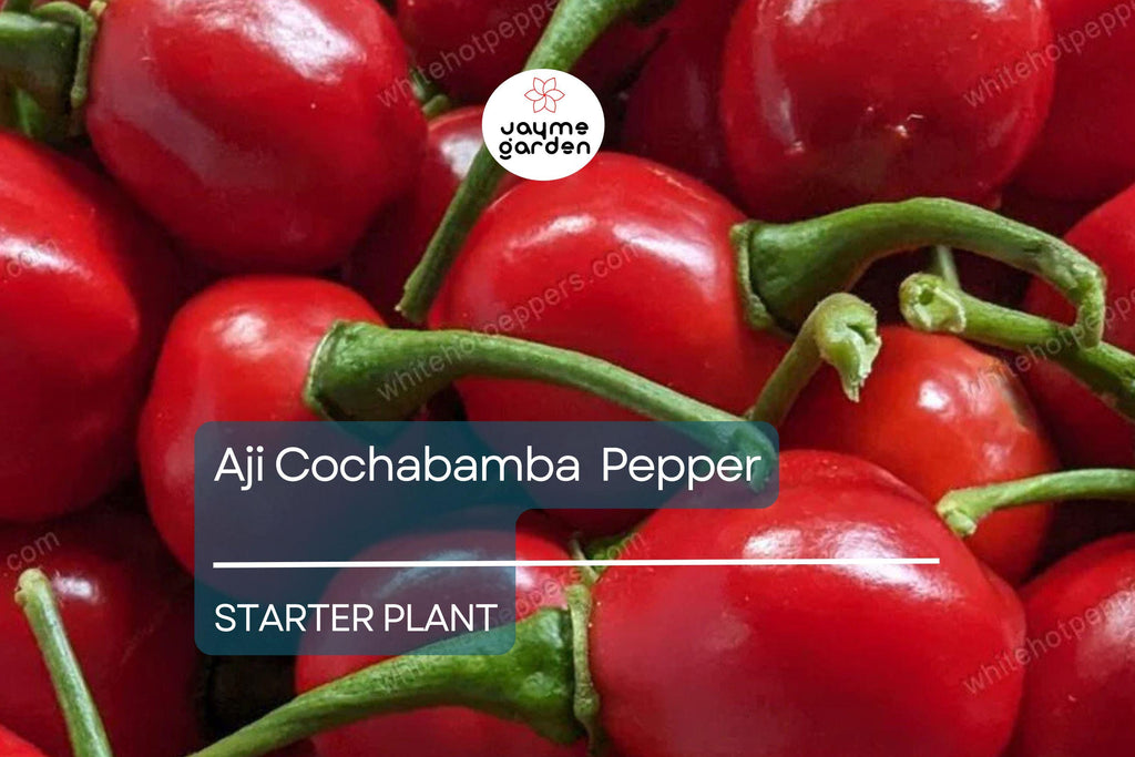 3 Aji Cochabamba Young Plants - Rare Pepper Variety - Sweet & Spicy Flavor, Perfect for Gardens, Containers Culinary Delights