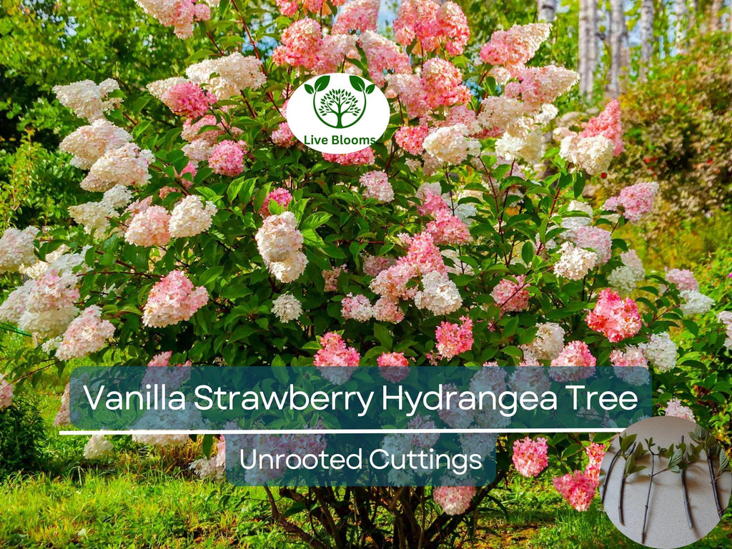 5 Fresh Unrooted Cuttings 4-7" Vanilla Strawberry Hydrangea Bush Tree - Hydrangea paniculata, Stunning Perennial, Ornamental Garden Shrub