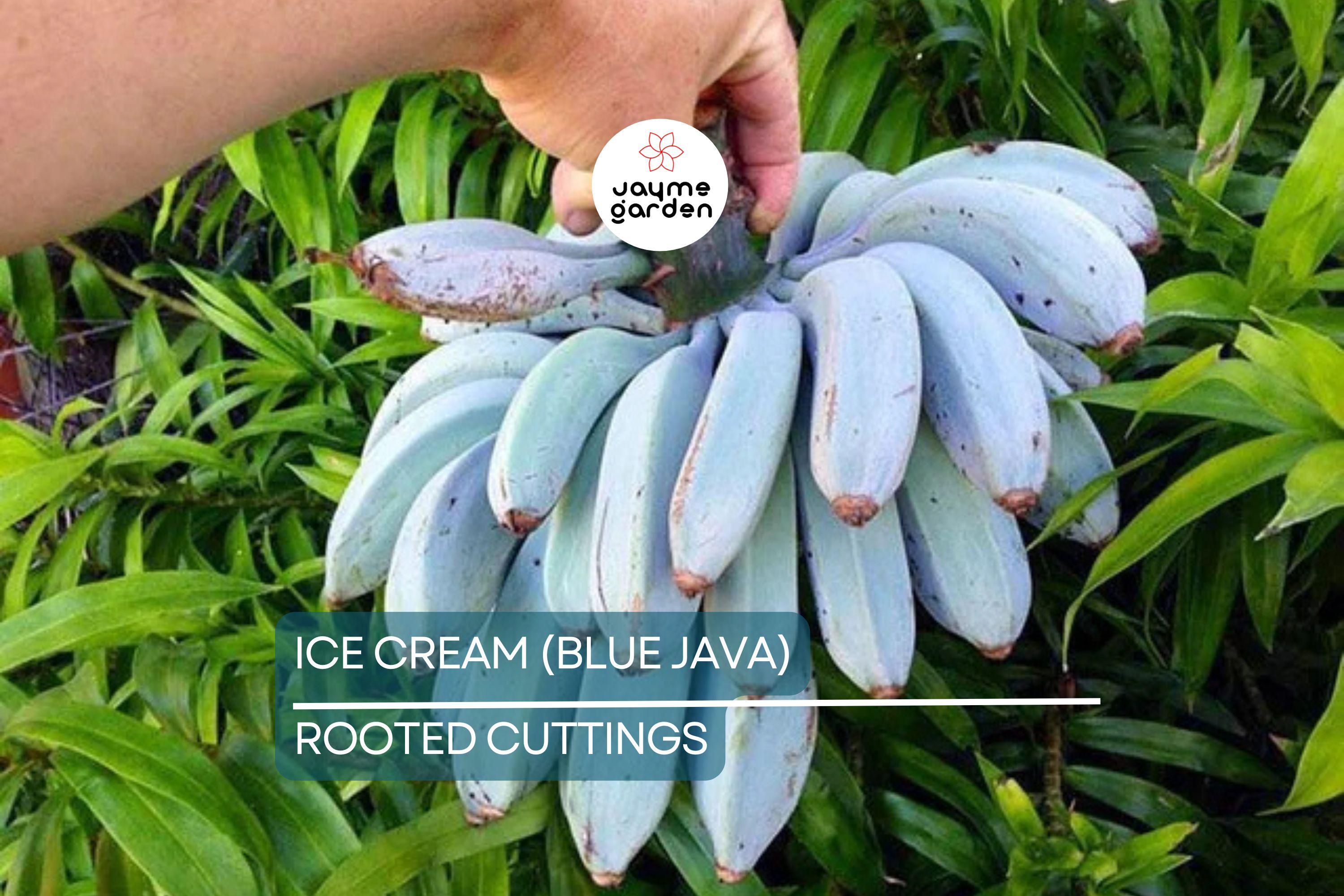 Musa Ice Cream (Blue Java) Banana Tree – Small Rooted Starter Plant – Live Banana Plant