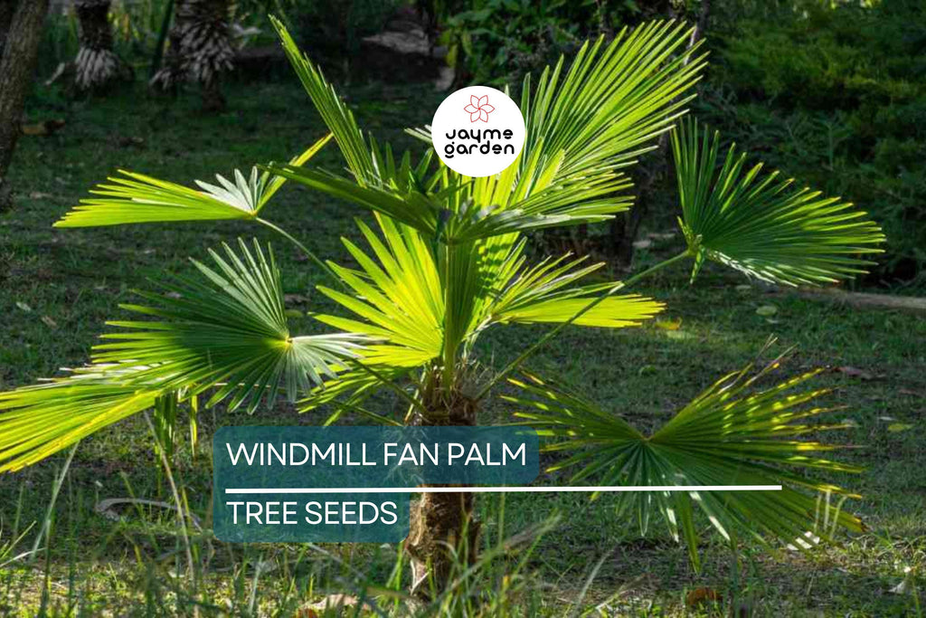 10 Windmill Palm Tree Seeds (Trachycarpus fortunei) – Cold Hardy Fan Palm, 66' Tall