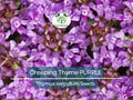 500 Creeping Thyme PURPLE Seeds - Fragrant Groundcover Perennial, Non-GMO, Aromatic Flowers, Ideal for Lawns & Gardens - Thymus serpyllum