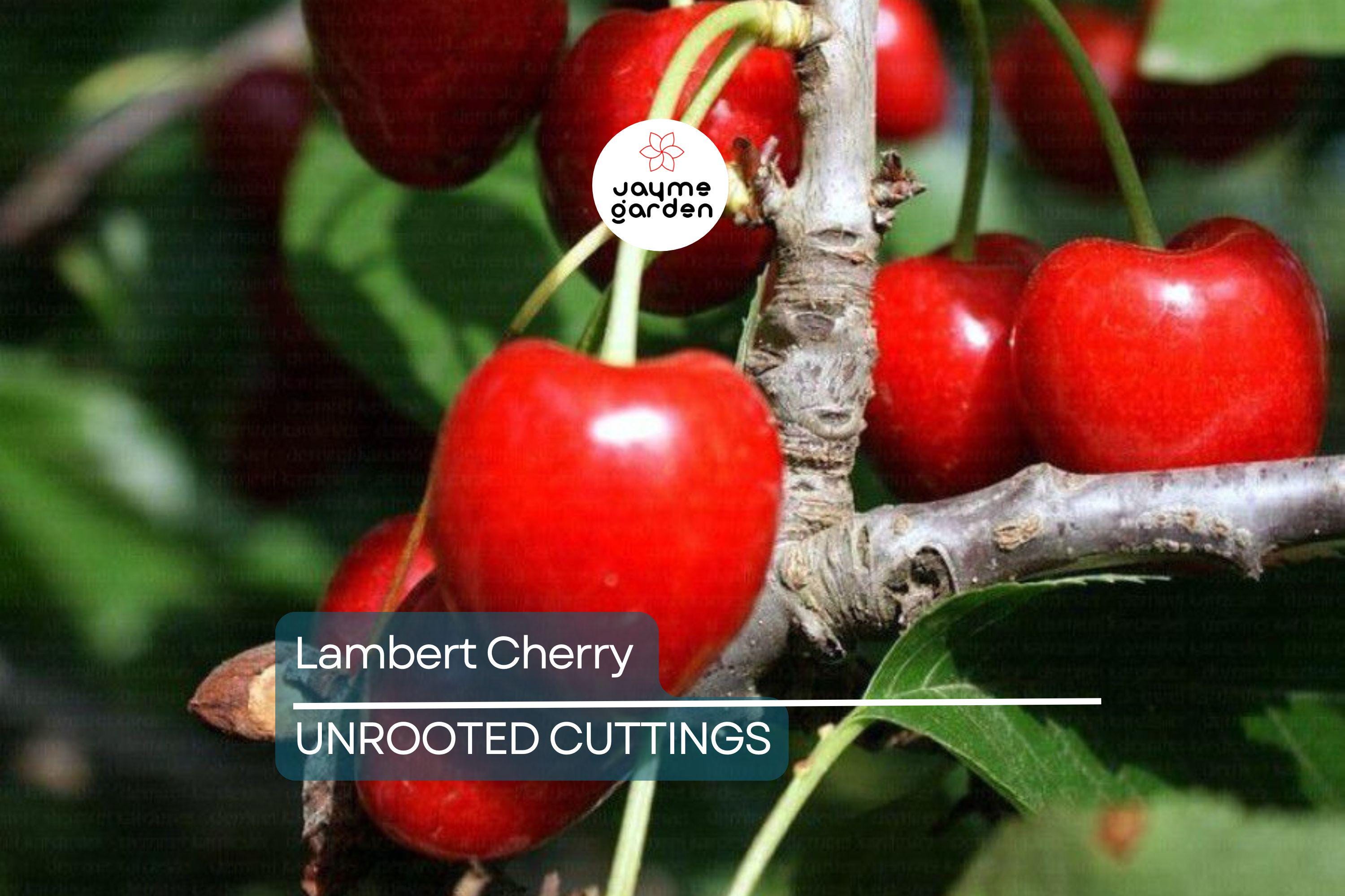 Lambert Cherry Tree Scion Cuttings x3 - Sweet Red Cherries, Great for Fresh Eating & Cooking