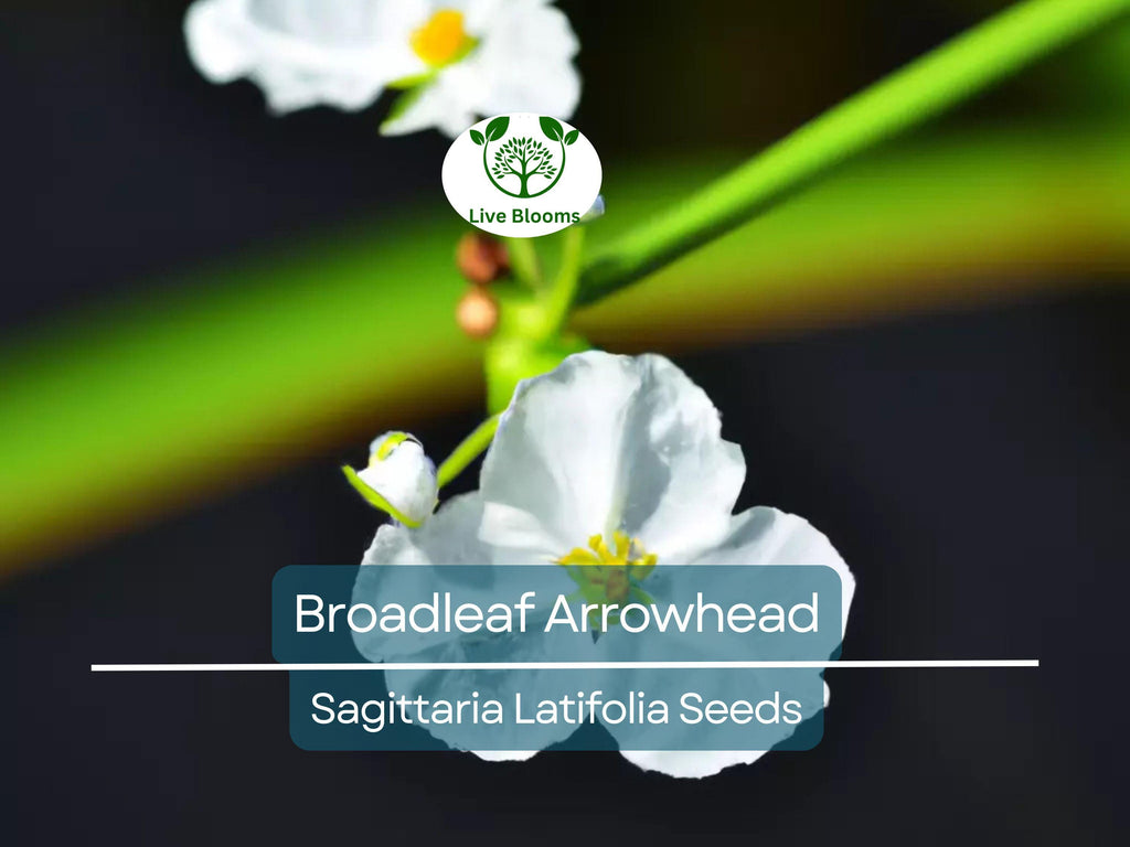 1000 Broadleaf Arrowhead Flower Seeds (Sagittaria Latifolia) | Water Plant, Pond Flower, Native Aquatic Perennial for Gardens