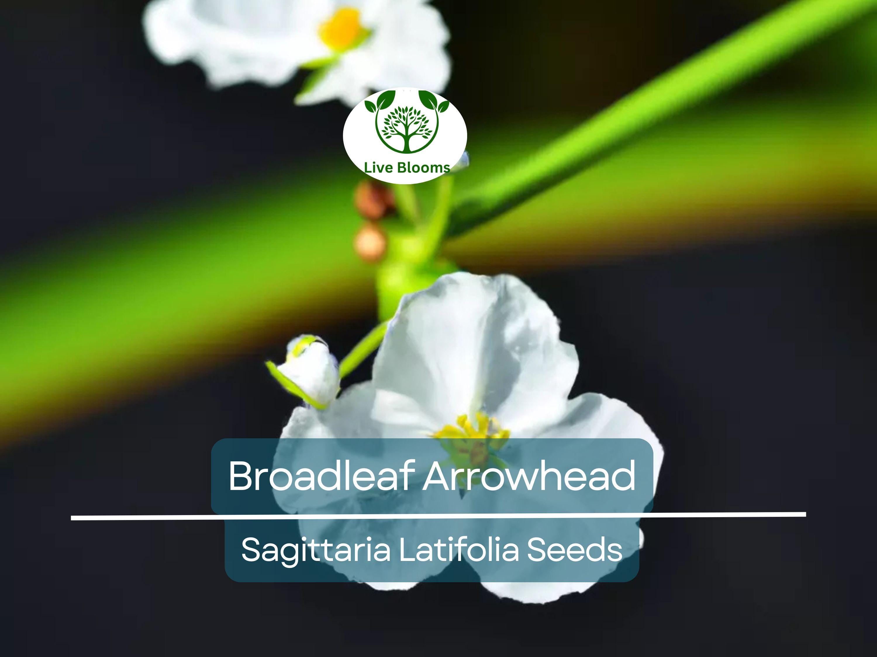 1000 Broadleaf Arrowhead Flower Seeds (Sagittaria Latifolia) | Water Plant, Pond Flower, Native Aquatic Perennial for Gardens