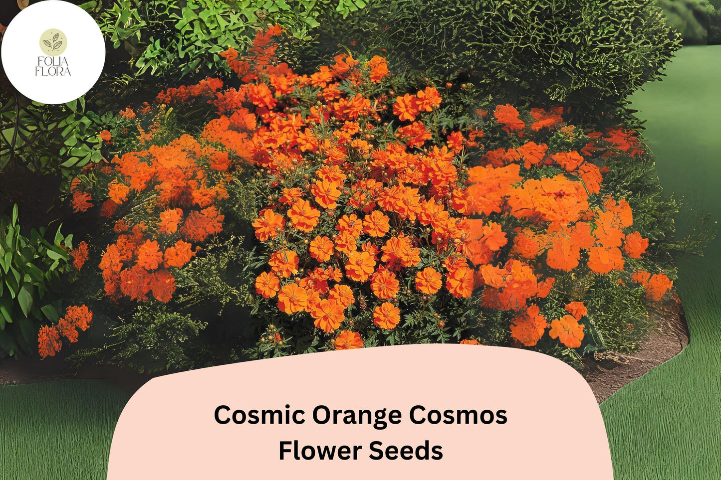 200+ Cosmic Orange Cosmos Seeds | Cosmos Sulphureus Bright Orange Annual Flowers for Garden