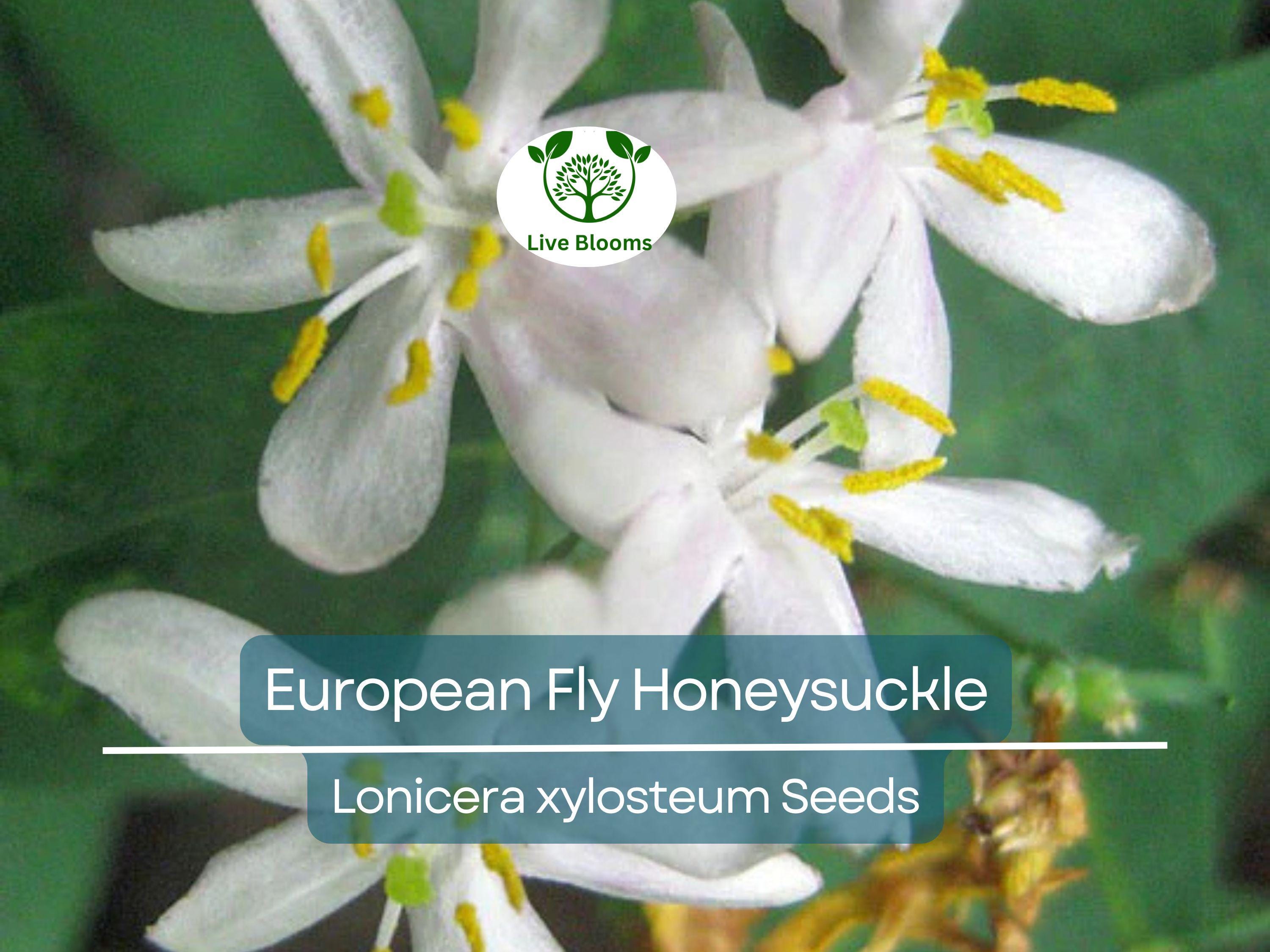 50 European Fly Honeysuckle Vine Seeds, Native Perennial White Honeysuckle Bush (Lonicera xylosteum), Hardy Vine for Garden & Landscaping