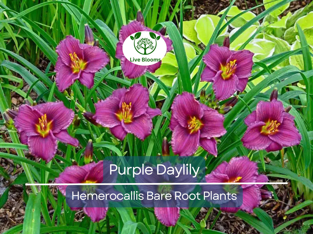 2 Purple Daylily Bare Root Fans – Perennial Hemerocallis Plants, Easy-Care, Summer Blooming Flowers, Vibrant Garden Color