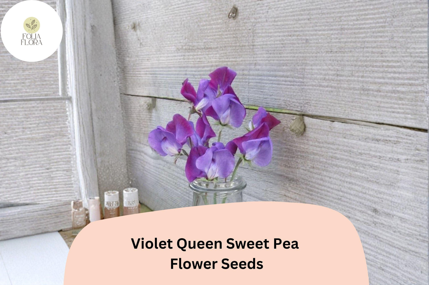 50+ Violet Queen Sweet Pea Seeds | Fragrant Violet Purple Flower for Garden Trellis